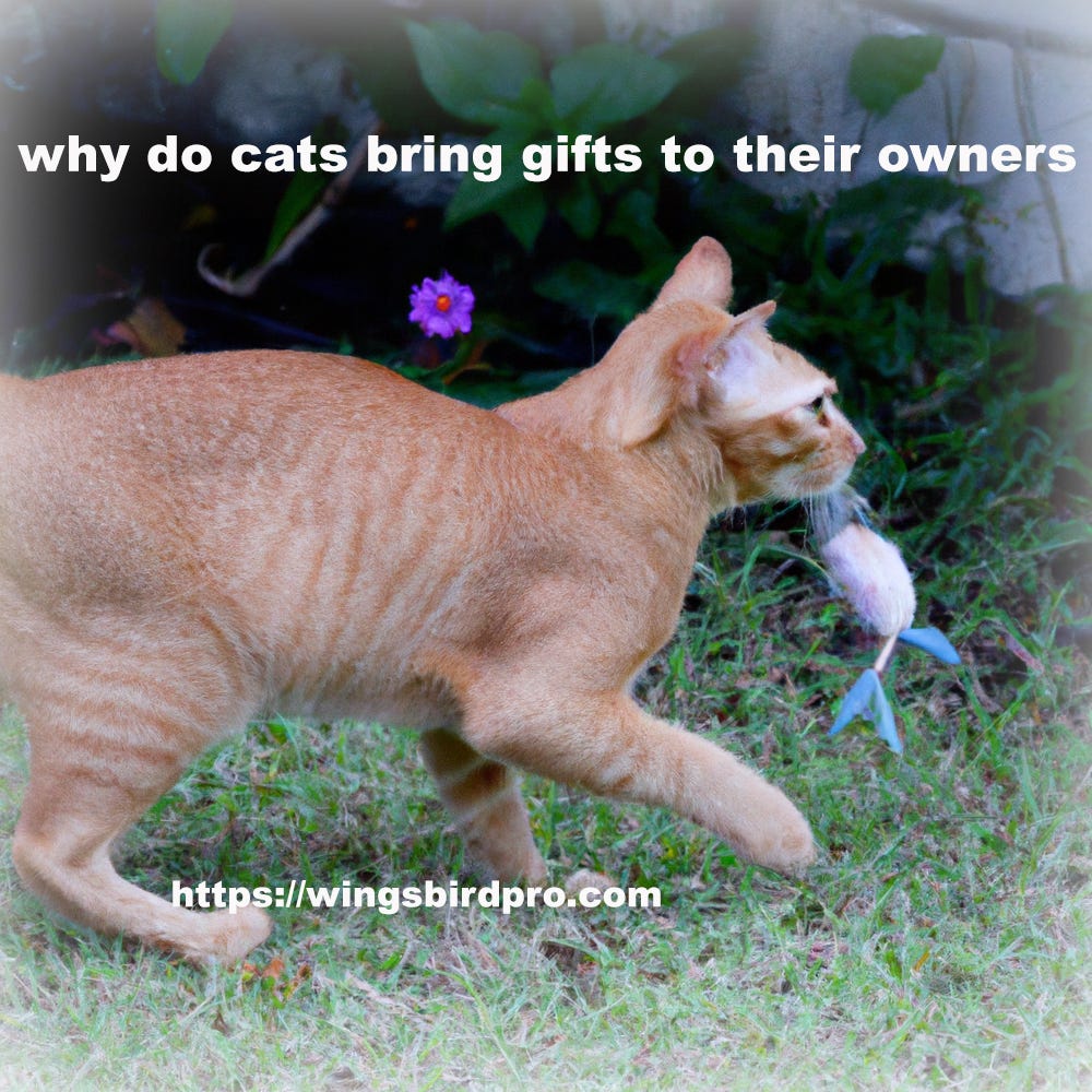 Why Do Male Cats Bring Home Dead Animals? by Wingsbirdpro Medium