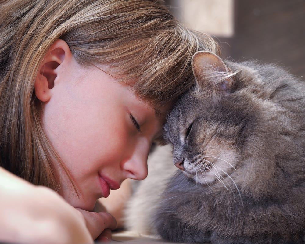 7 Reasons Why Humans & Cats Are A Match Made In Heaven by Feliway
