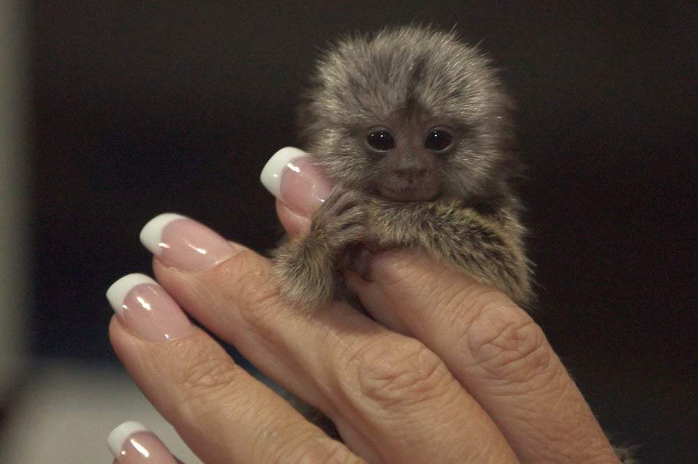 We Now Know Who’s Been Selling Illegal Pet Monkeys To Celebrities by