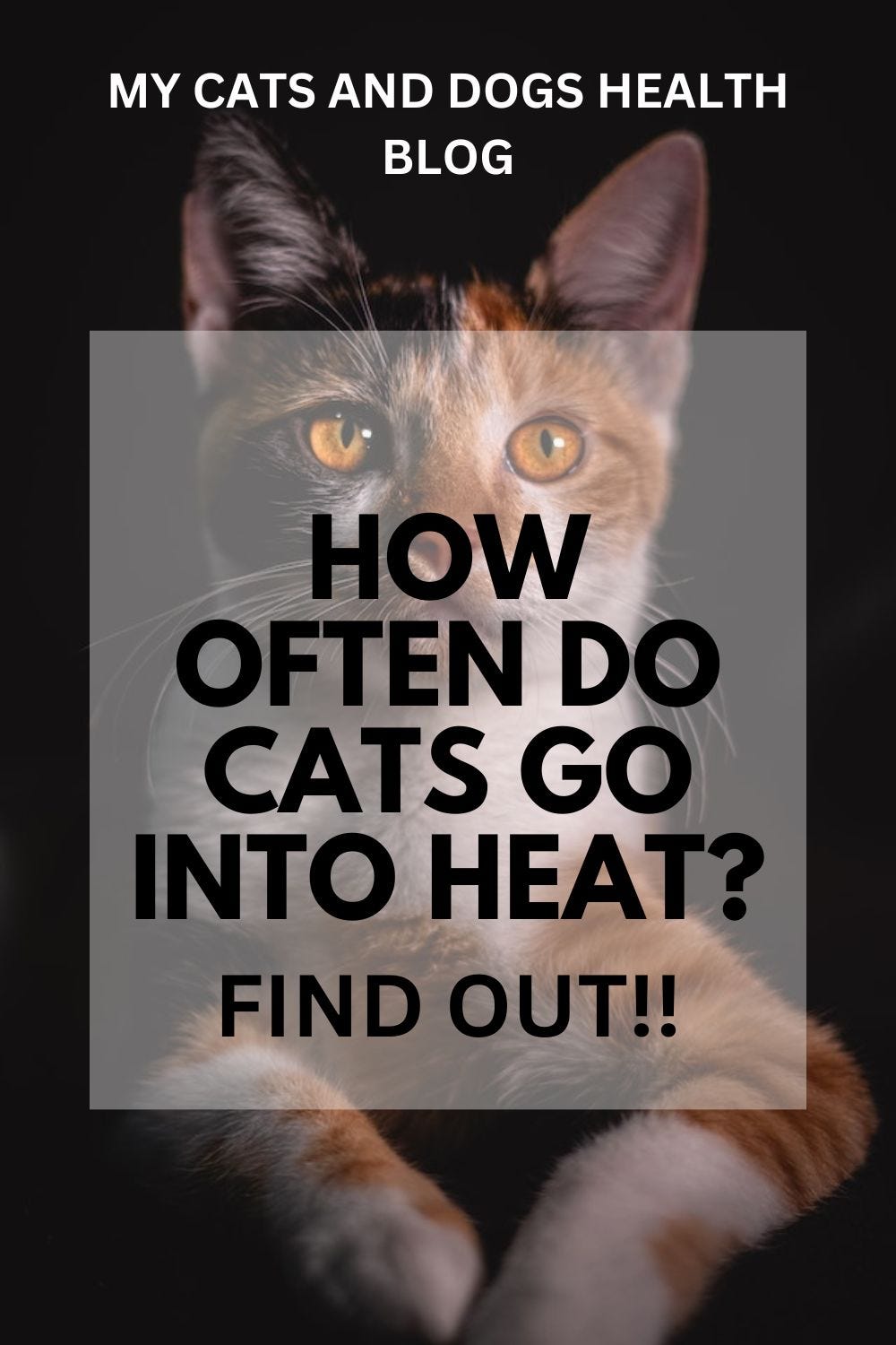 How Often Do Cats Go Into Heat? WE LOVE CATS AND DOGS Medium
