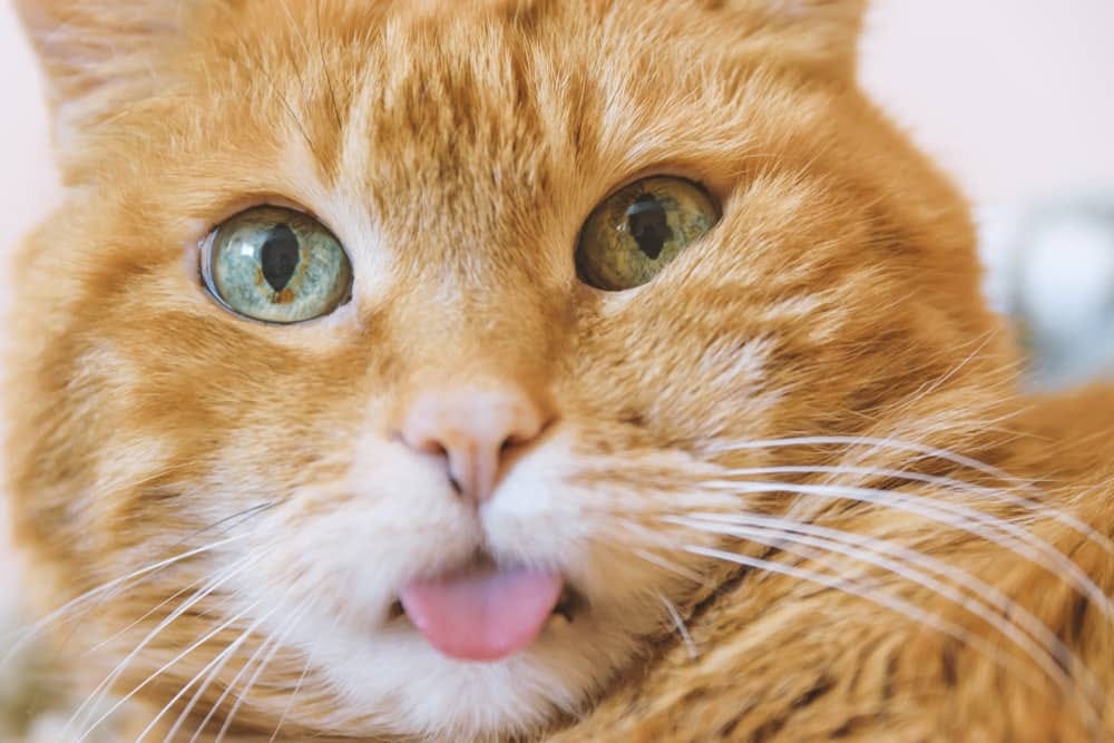 Debunking the Myth Are Orange Cats Dumb? by JumpyKitten Medium
