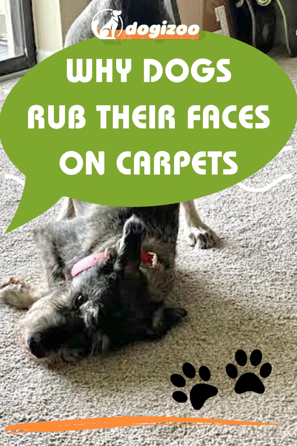 Canine carpet crush the real reason behind dog facerubbing by