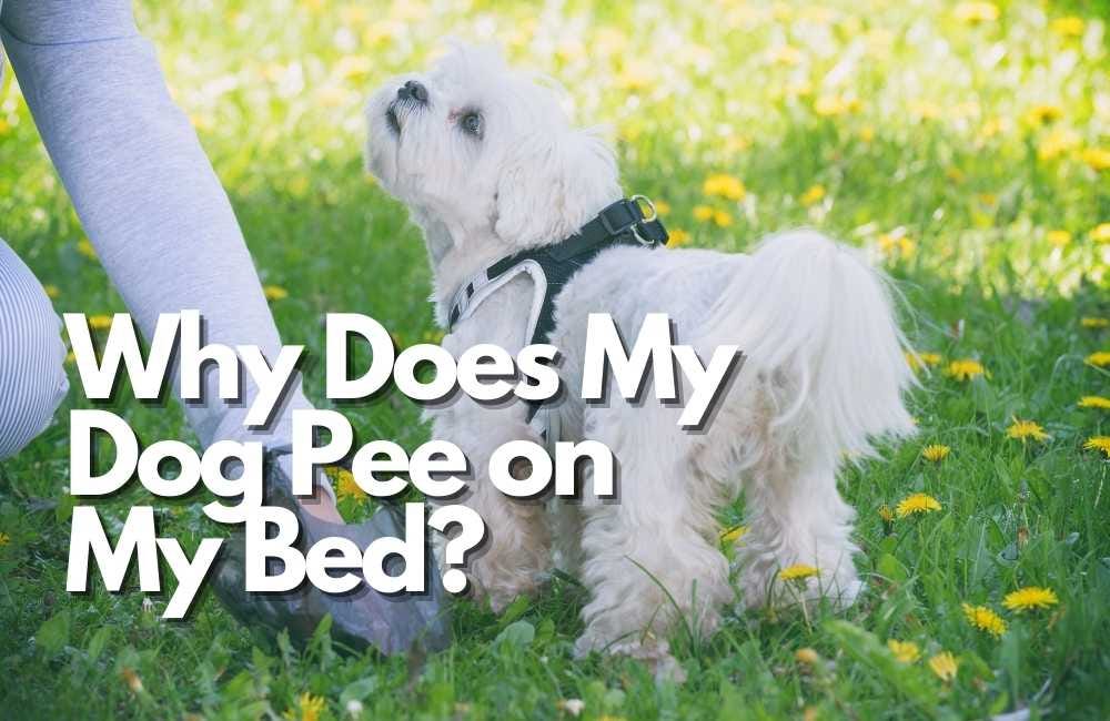 Why Does My Dog Pee on My Bed?. Dog owners often face a situation when