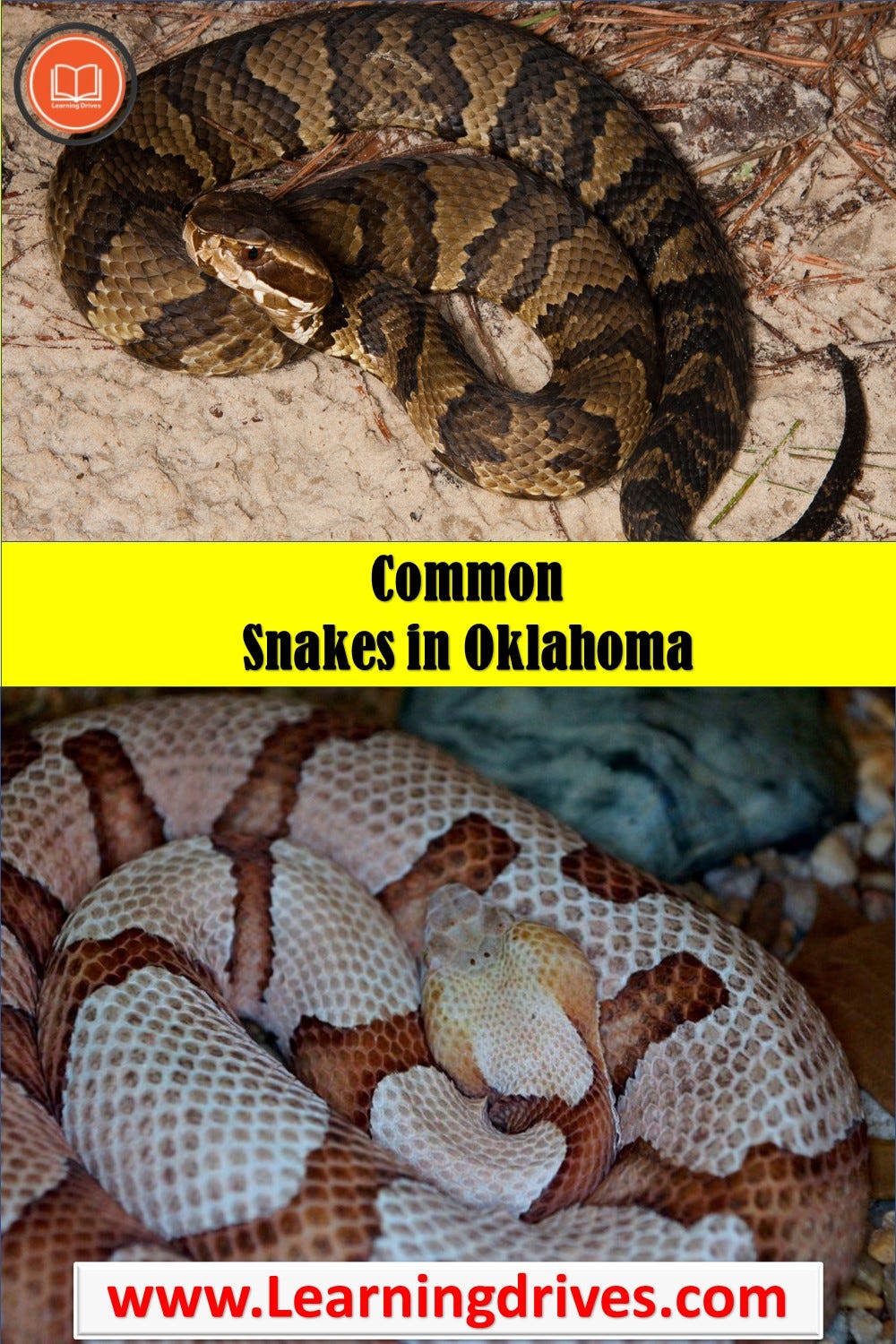 Common Snakes in Oklahoma — Learning Drives .If by Learning Drives