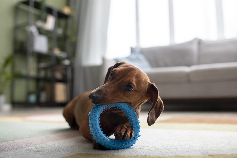 10 Best Dog Toys to Keep Your Puppy Busy by Pets Lounge UAE Apr