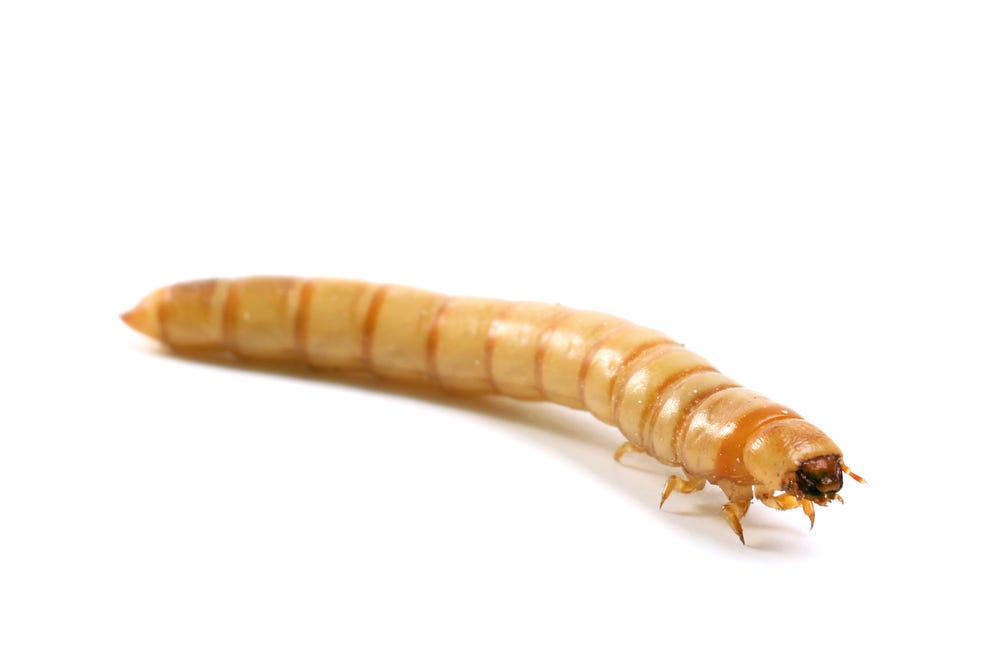 5 Worms That Can Help Us Getting Rid Of Our Plastic Waste by Dr