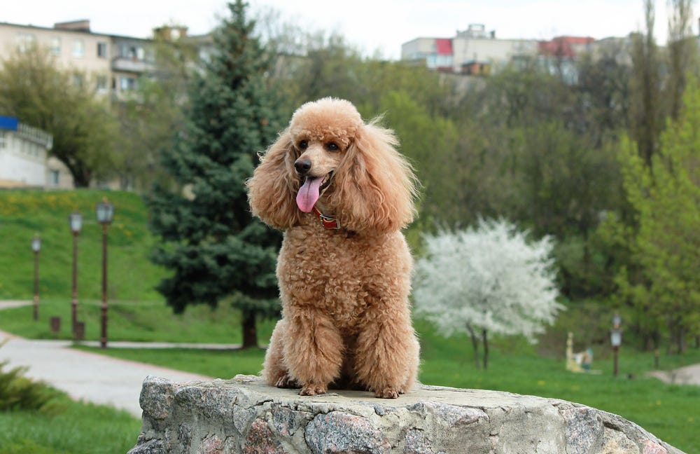 Is a Poodle a Good Choice for FirstTime Dog Owners? A Comprehensive