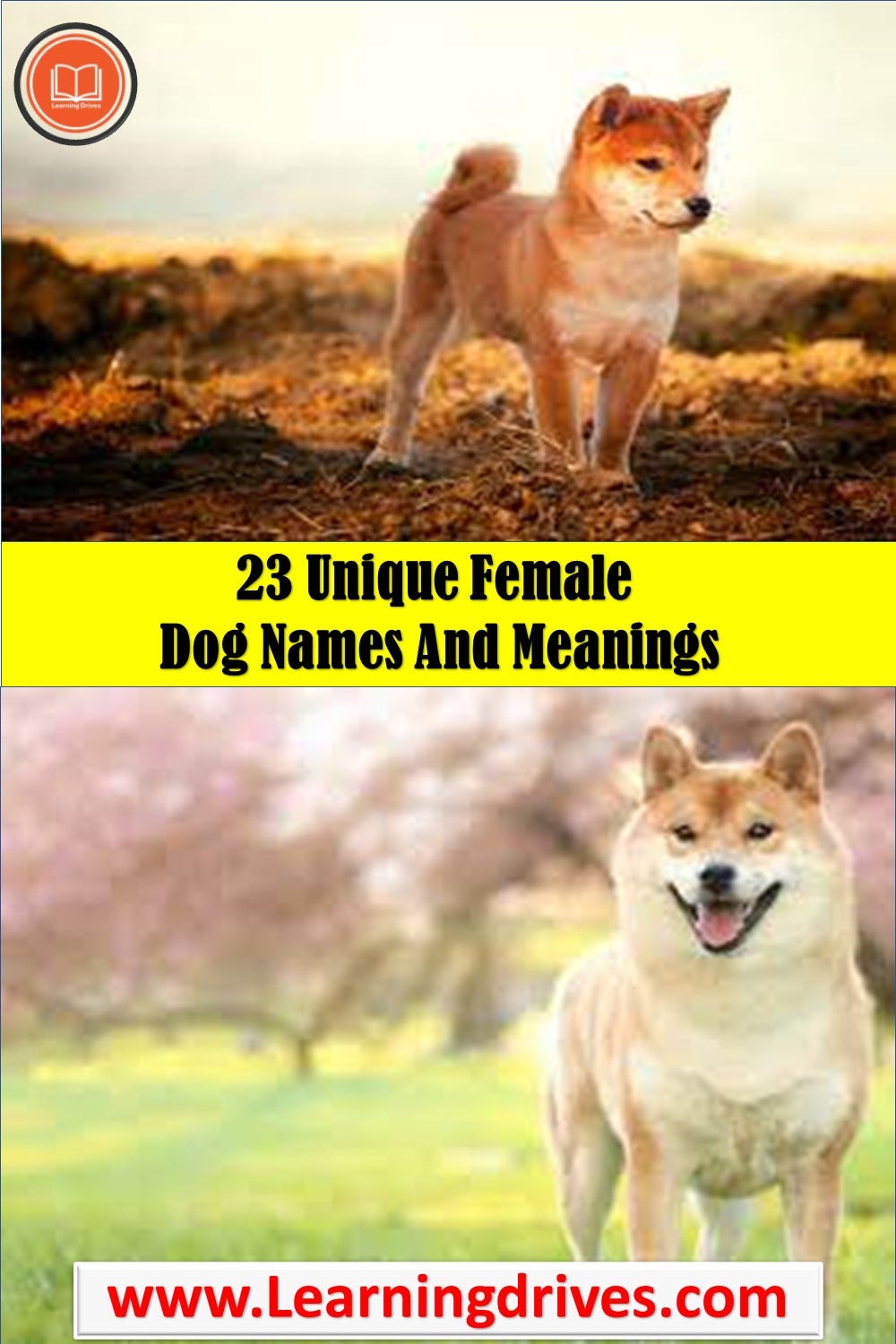 23 Unique Female Dog Names And Meanings.When by Learning Drives Medium