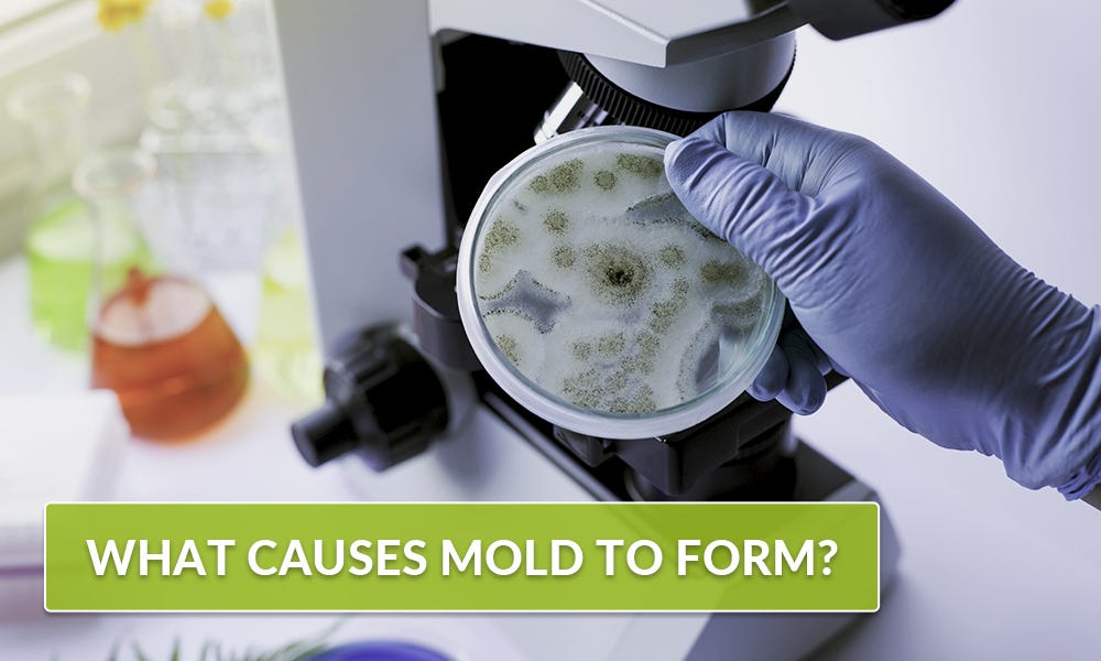 What causes mold to grow and form on surfaces and materials? by