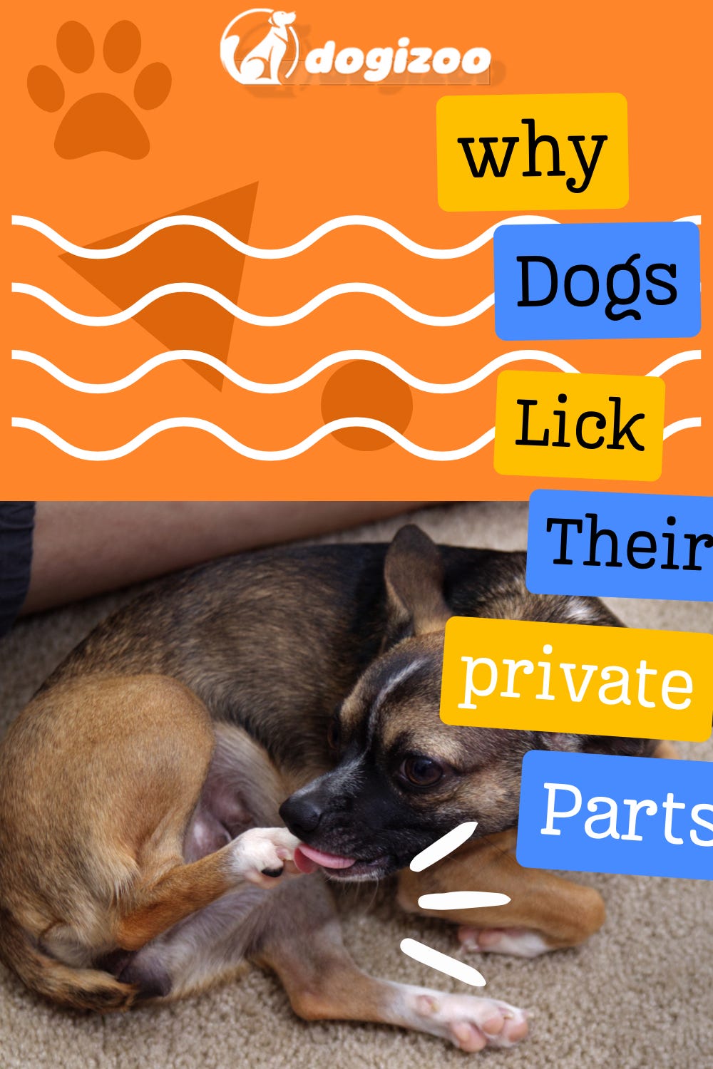 Why Dogs Lick ‘Down There’ A Canine’s Guide by dogizoo Dec, 2023