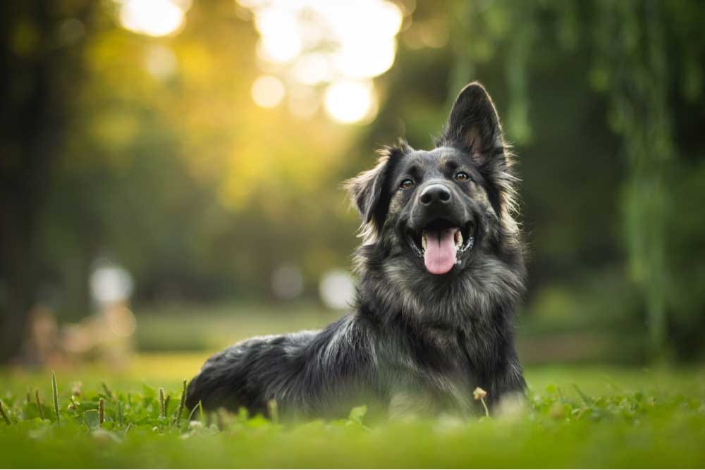 Top 10 Best Guard Dogs For Security by Kindery Mills Medium