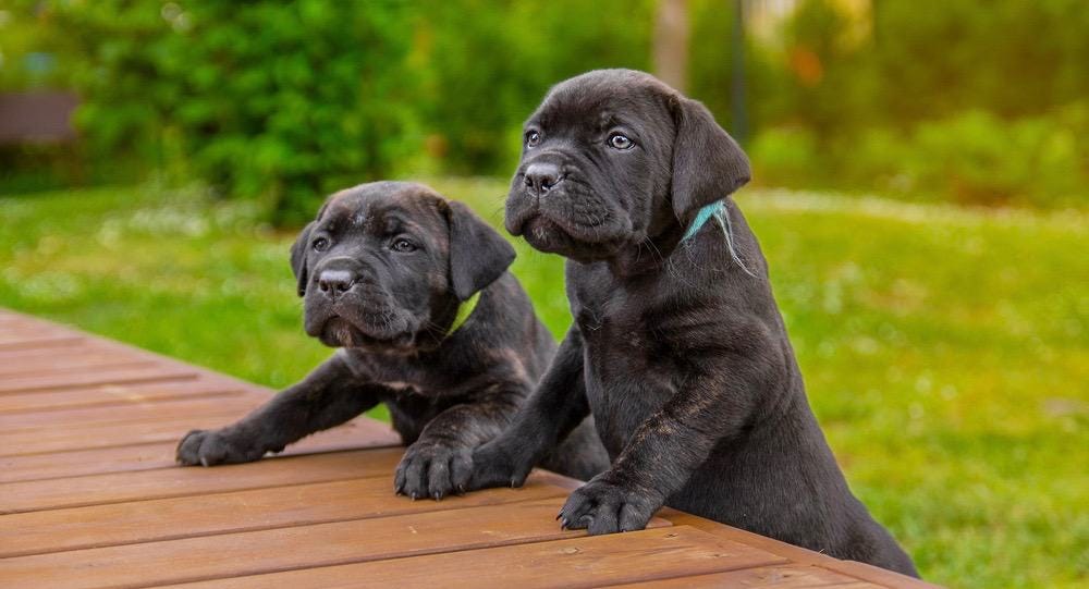 Cane Corso Puppy Pack Structure. Walking cane Corsos can make a great