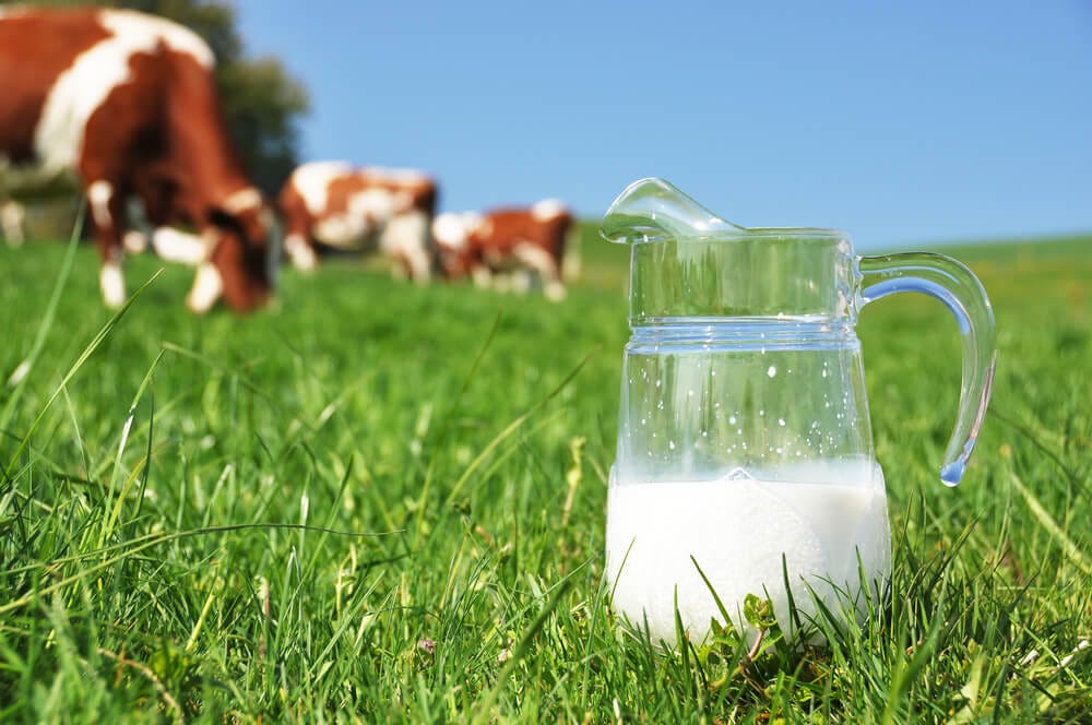 Cow Milk in Gurgaon. Get pure cow milk in Gurgaon provided… by Milkor