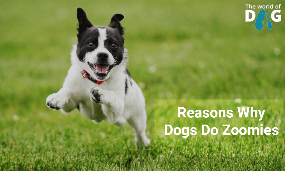 Dogs Zoomies Unleashed Understanding Why Dogs Go Wild by