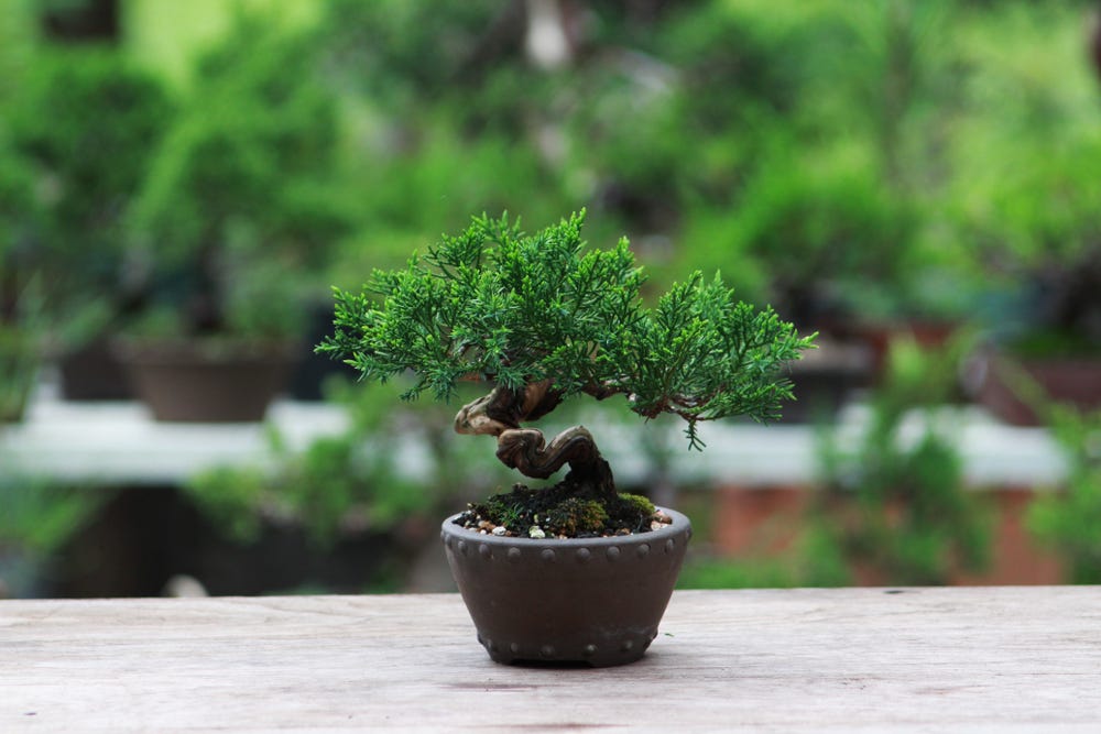 Definition And Meaning Of Bonsai Increasing In Size by Nicole Lona Medium