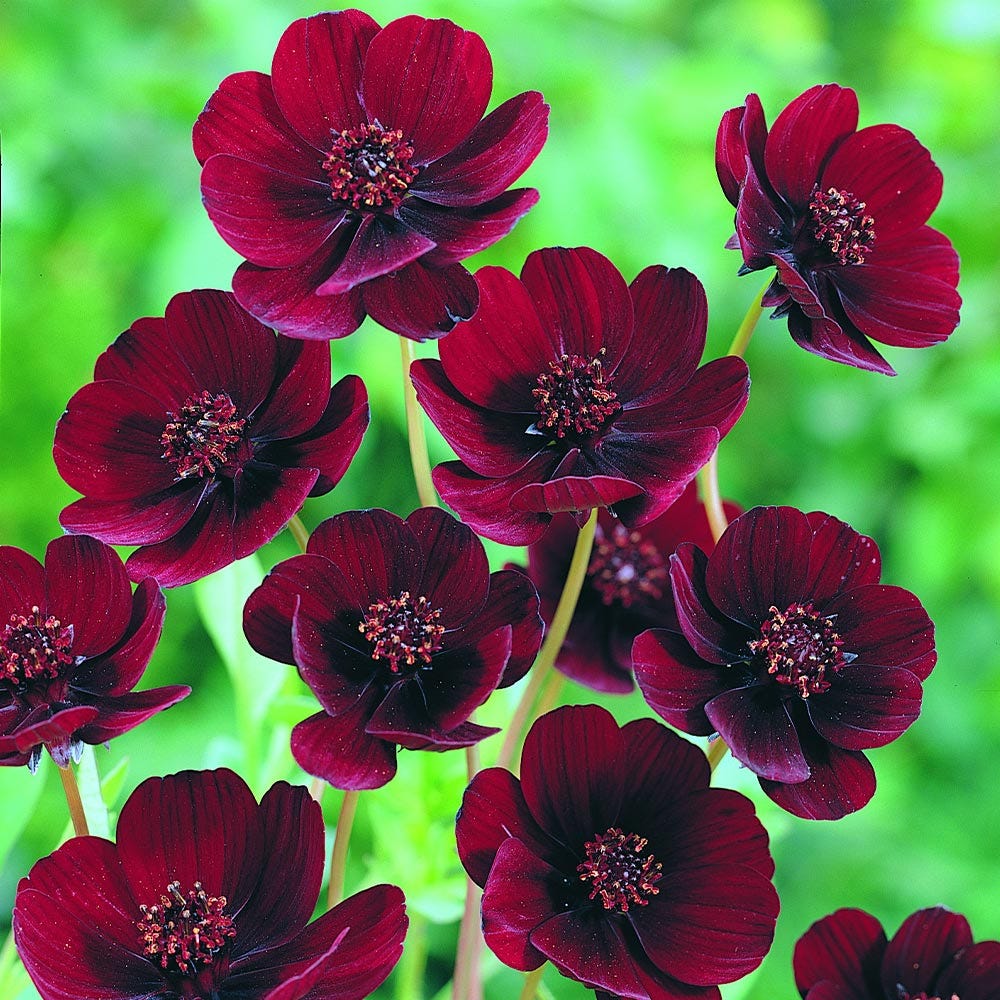 The Flower That Smells Like Chocolate by Ragavarshini Vimal Medium