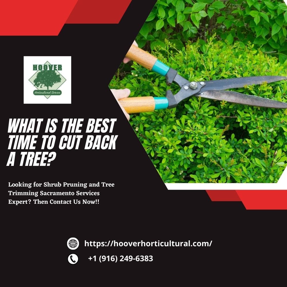 What Is the Best Time to Cut Back a Tree? hoover horticulture Medium