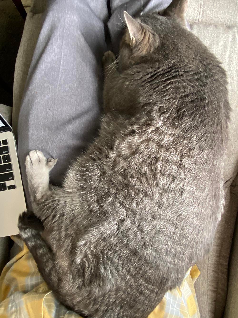 Writing with a sixteenpound cat on my lap by Steve Hagelman The