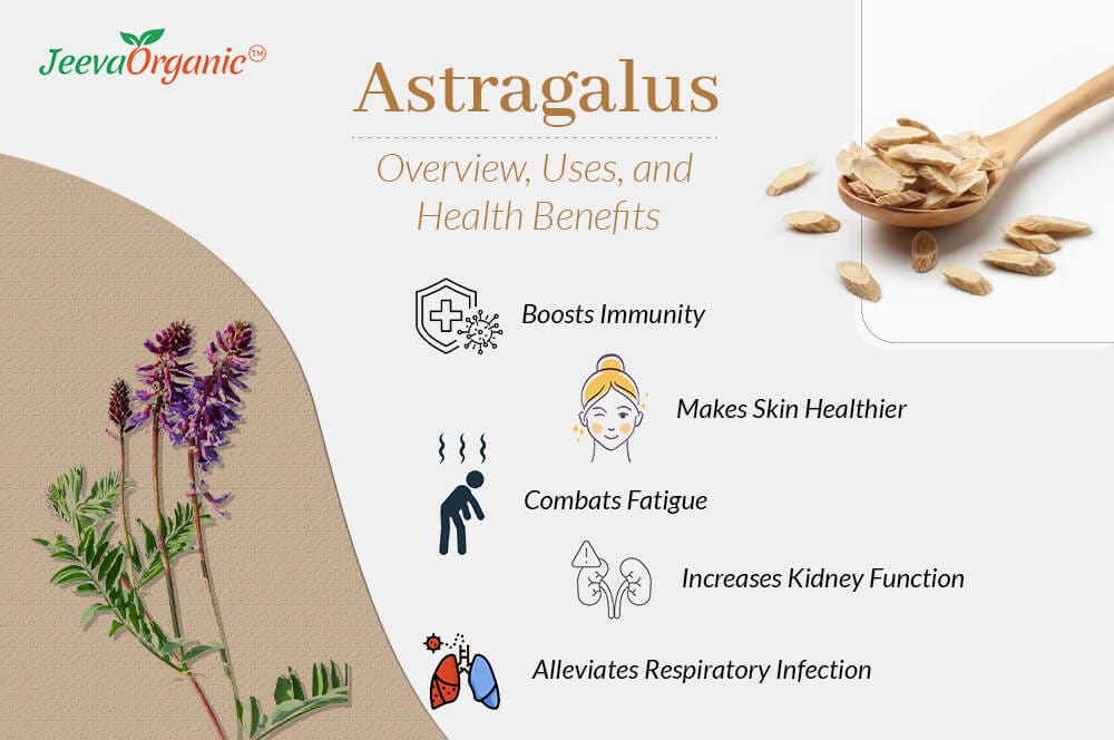 Astragalus — Overview, Uses, and Health Benefits by Jeeva Organic