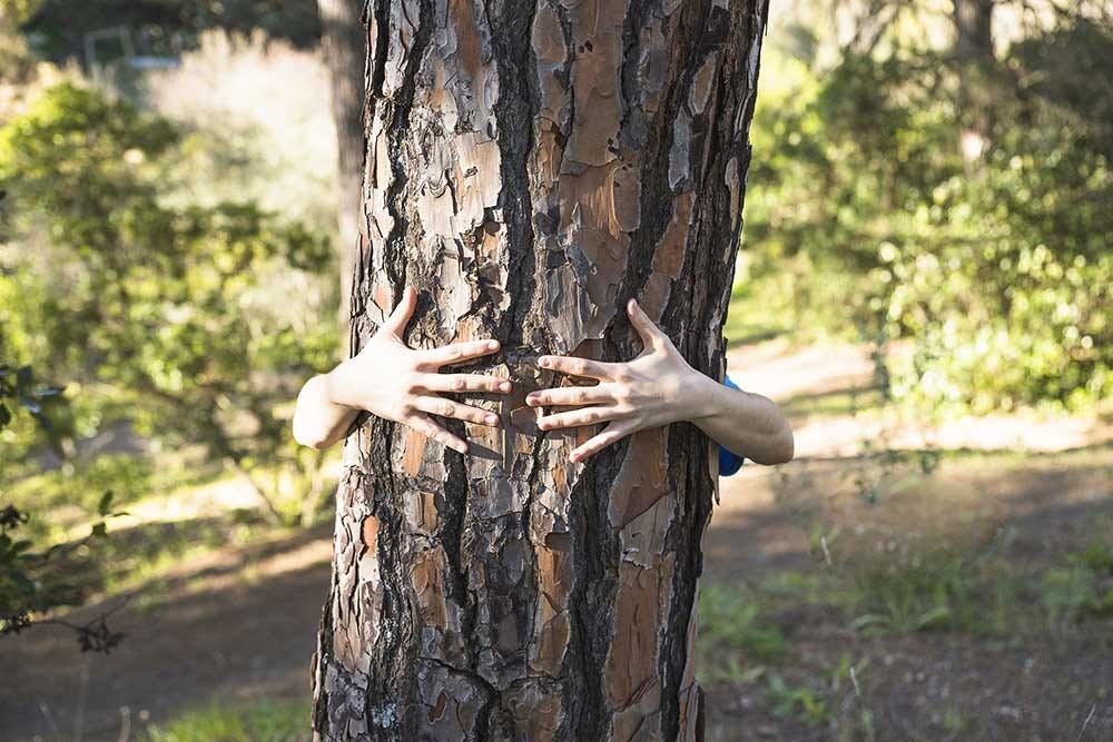 Tree Huggers. The official definition of a ‘Tree… by Dr Rodney King Medium
