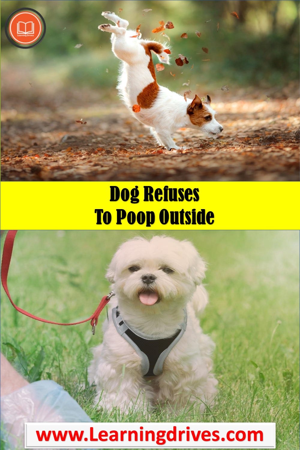 How To Stop Dog Pooping On Concrete