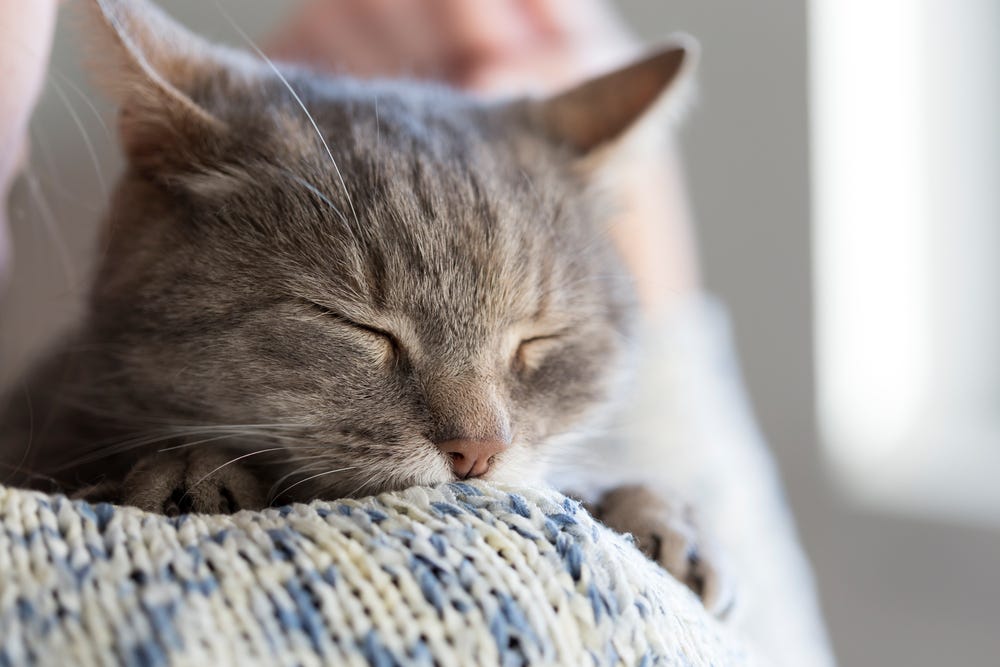 8 surprising ways your cat tells you they love you by Feliway
