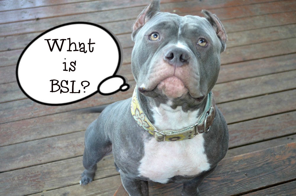Breed Specific Legislation Does it Work? by Cheyenne Koontz Medium