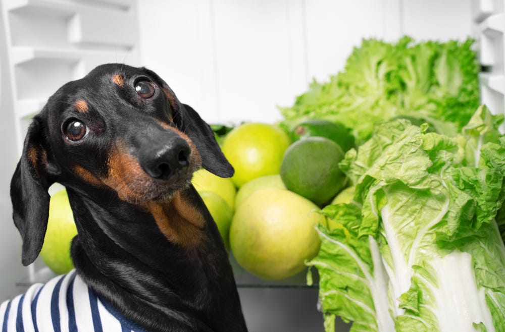 Can Dogs Be Vegan? The Upper Pawside Medium