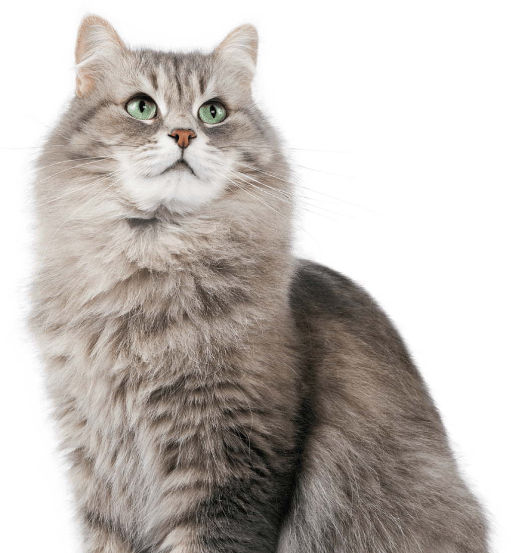 What Should I Give my Cat for Arthritis Pain? by Jackson Leo Medium