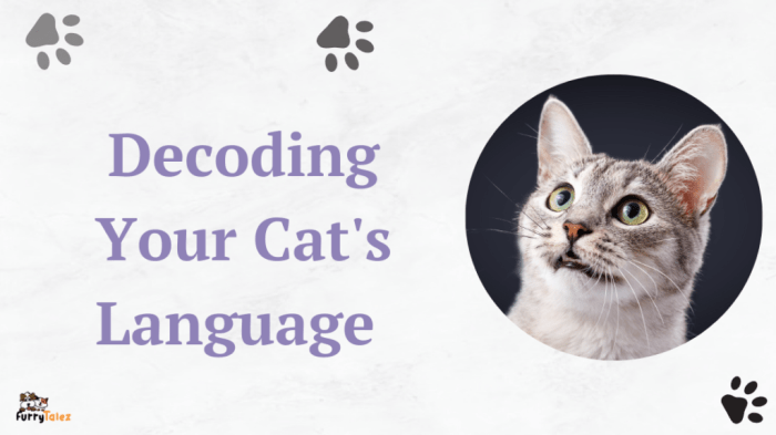 Cat Speak—Understanding the Language of Cats | PetHelpful What language do cats think in