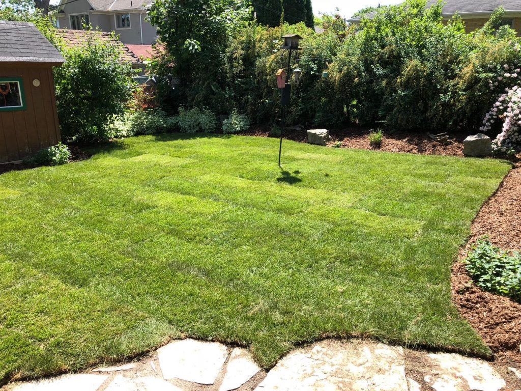 5 Effective Tips to Install Sod the Right Way by My Landscapers Medium