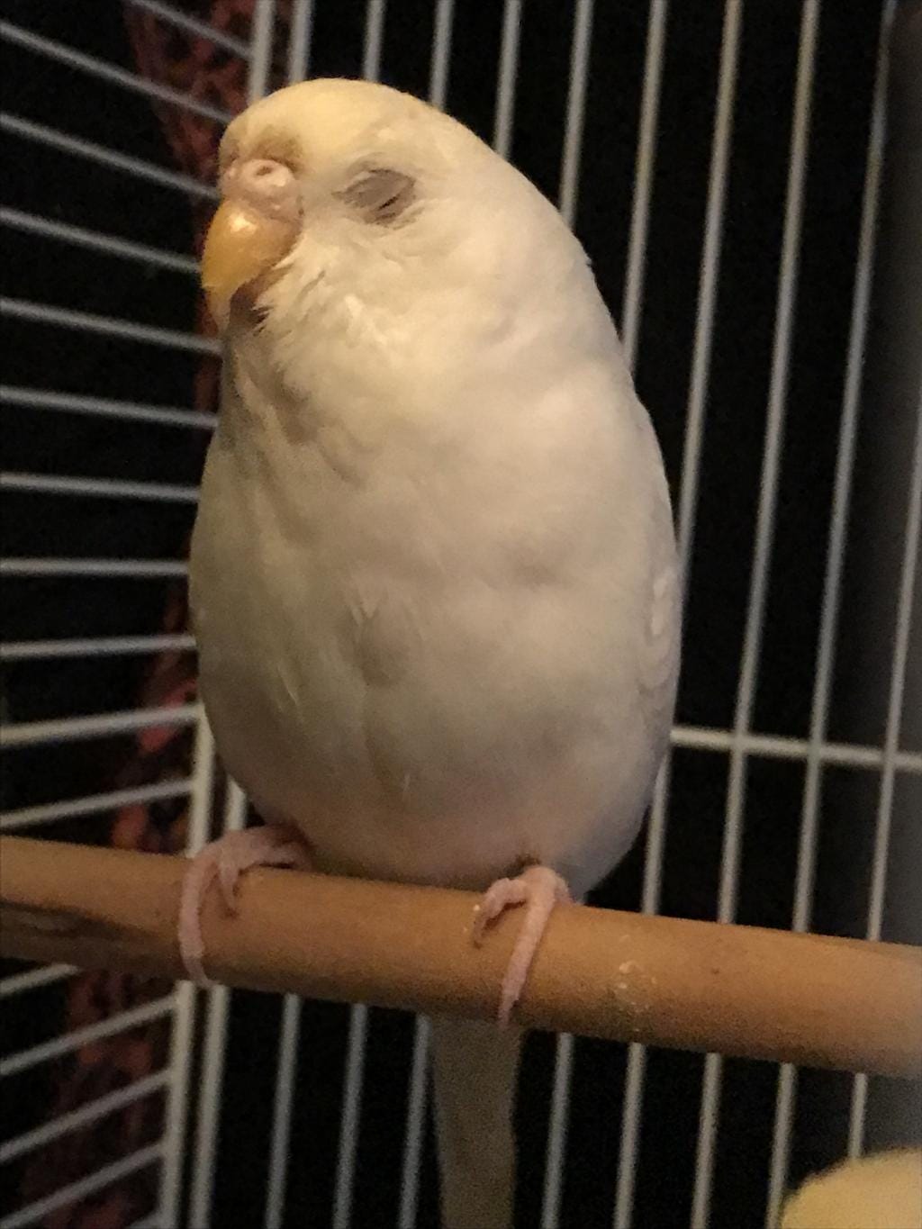 Unlocking The Secrets Budgies' Adaptations For LongDistance Flying