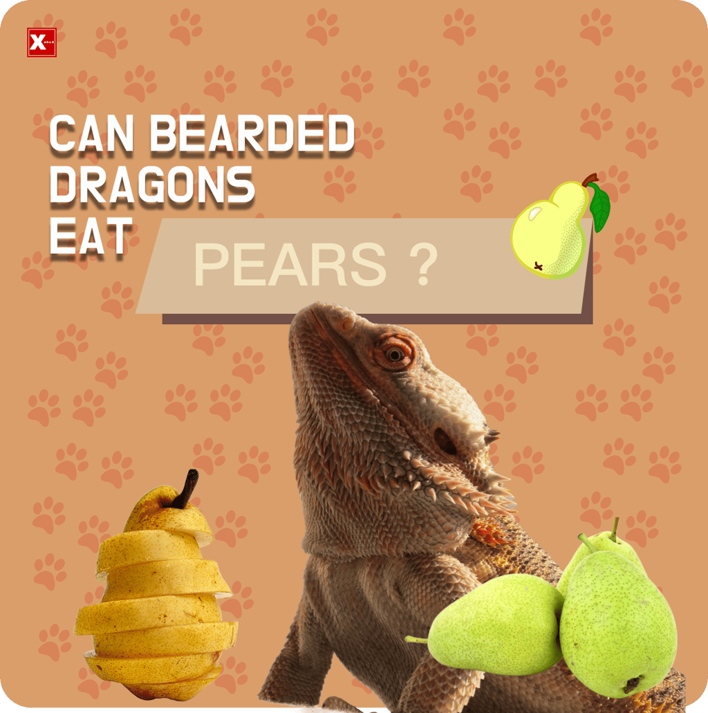 Can Bearded Dragons Eat Pears? Facts and Risks(2023) by Mazhaoyang