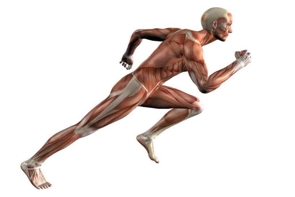 What Is Muscle Tone, And Why Is It Important? by Nutrition Realm Medium