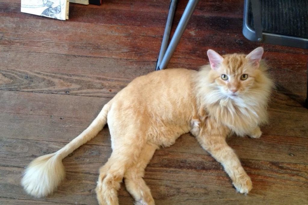 Cat That Looks Like A Lion