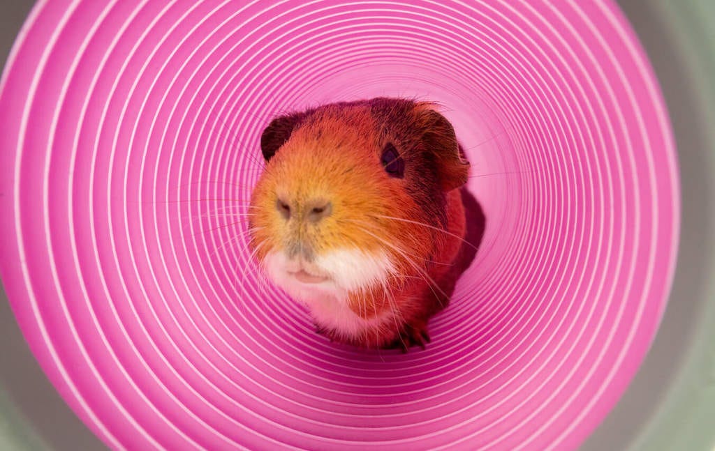 What Do Guinea Pigs Like To Play With? by Veronicamatt Medium