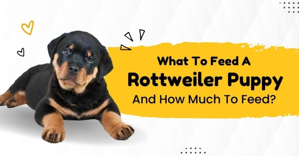 What To Feed A Rottweiler Puppy And How Much To Feed? by Vom Hause Stan Medium