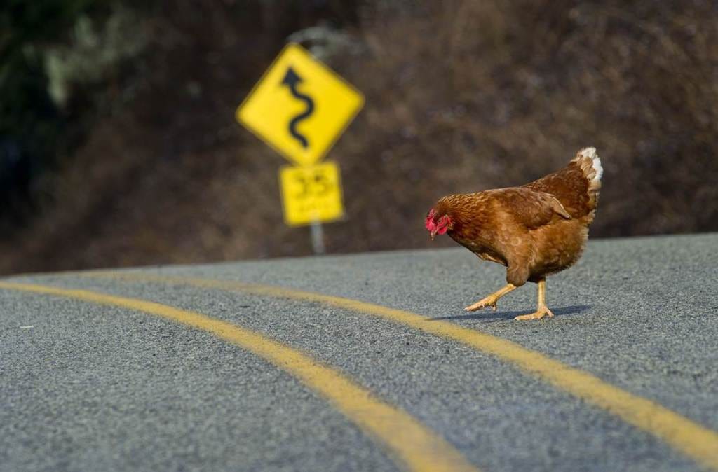 Why Did the Chicken Cross the Road? by Matt Fotis Satire & The