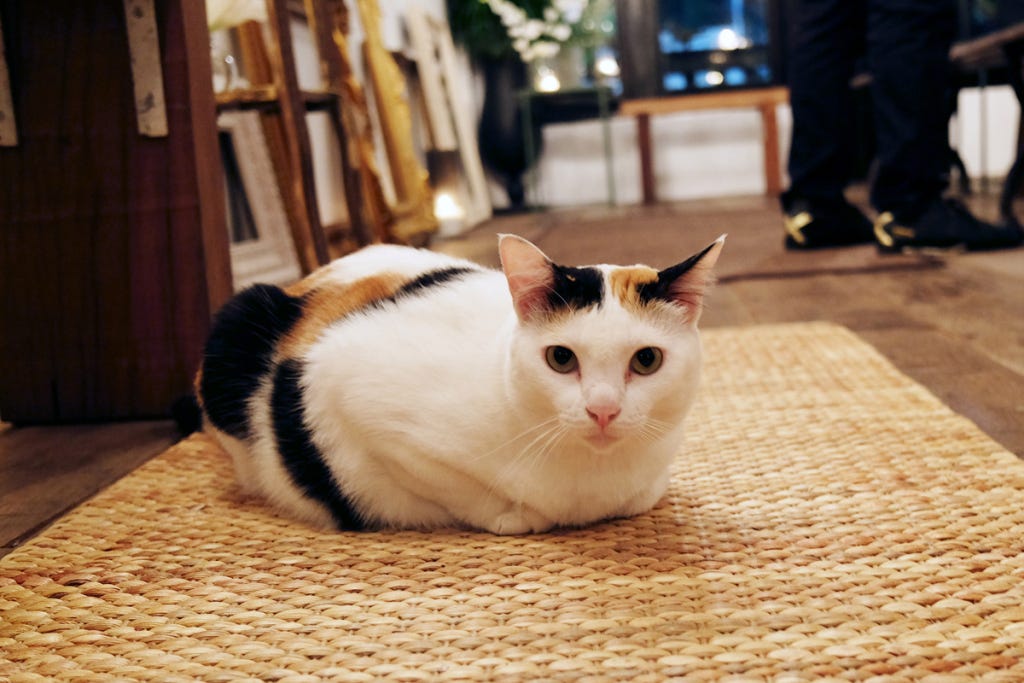 Here’s why your cat sits like a “cat loaf” by ThePawz Lab Medium