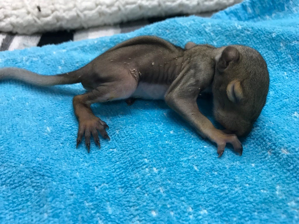 Why You Shouldn’t Feed Injured/Orphaned Wildlife by Chantal Theijn