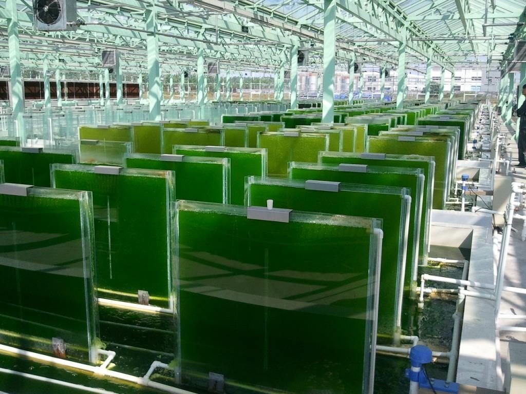 The incredible uses of algae. Algae are plantlike protests; neither
