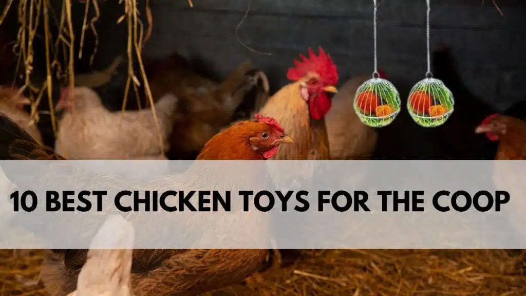 10 BEST CHICKEN TOYS FOR THE COOP The Poultry Farm Medium