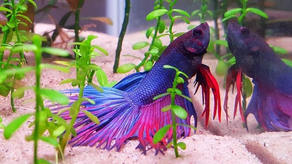 Can Betta Fish Live In Room Temperature Water? by Richmond Loh Medium