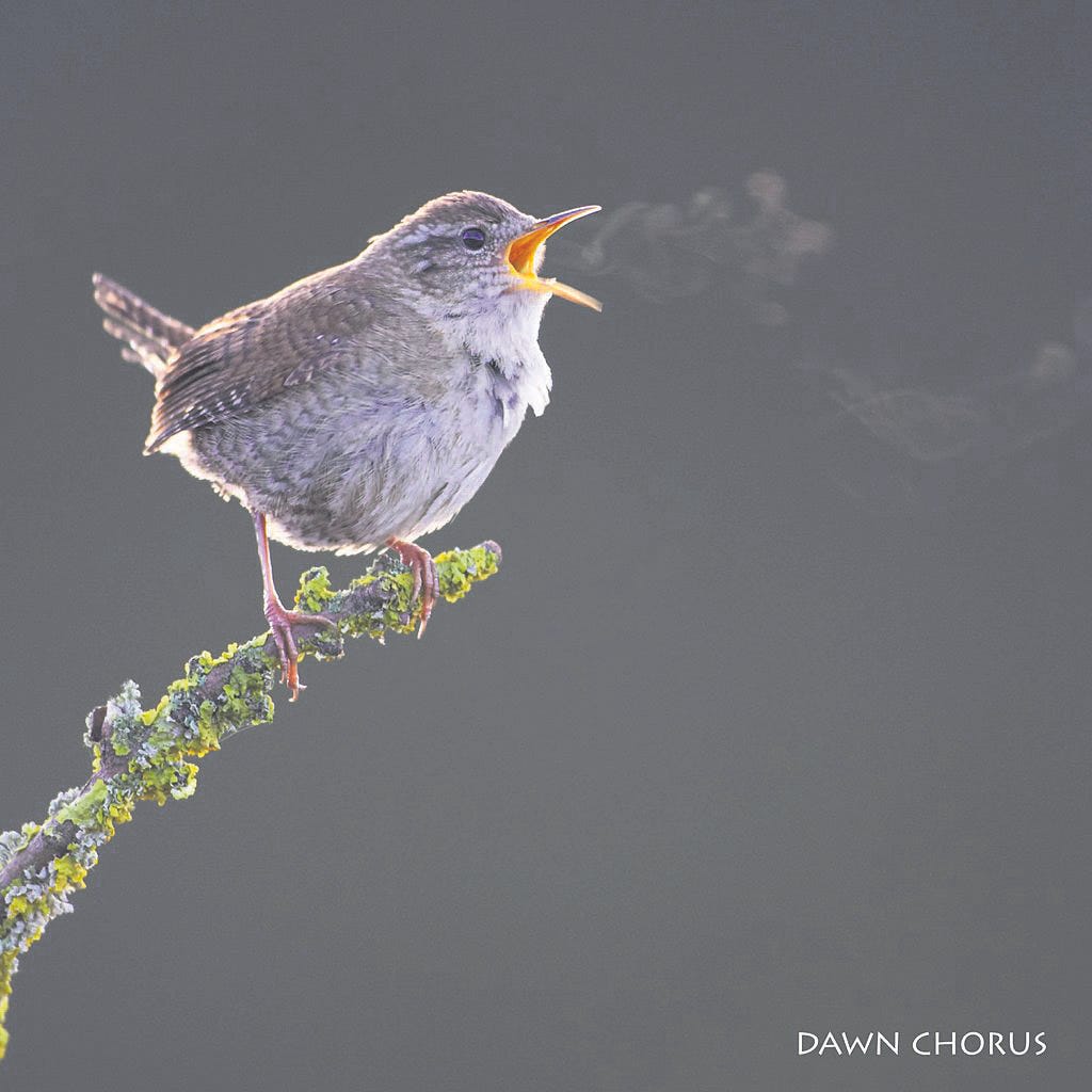 Why Do Birds Chirp in the Morning? — Unraveling the Mysteries of the