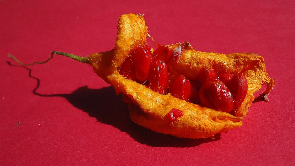 Bitter Melon Could It Be… Poisonous? Pull Up Your Plants! Medium