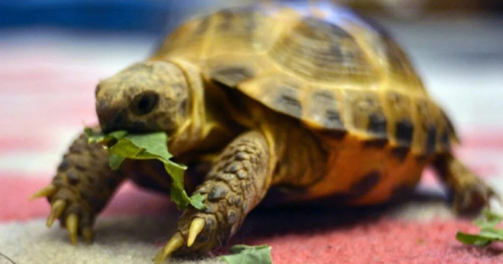 “Can Turtles Eat Corn A Healthy Diet Guide for Pet Turtles” by Turtle OMG Feb, 2024 Medium