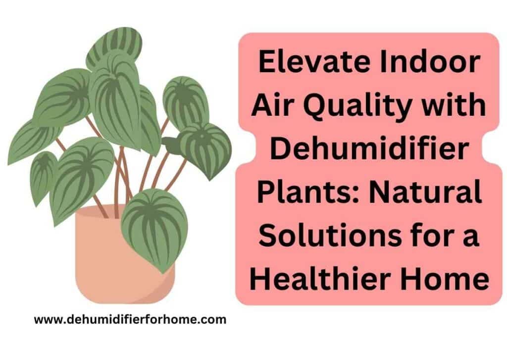 Elevate Indoor Air Quality with Dehumidifier Plants Natural Solutions