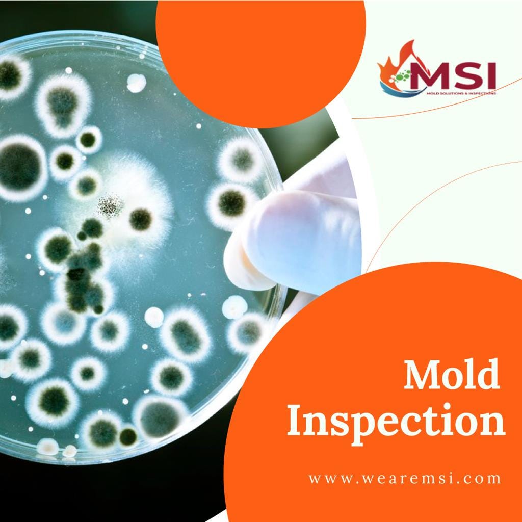 Mold Inspection Services Mold Solutions & Inspections Medium