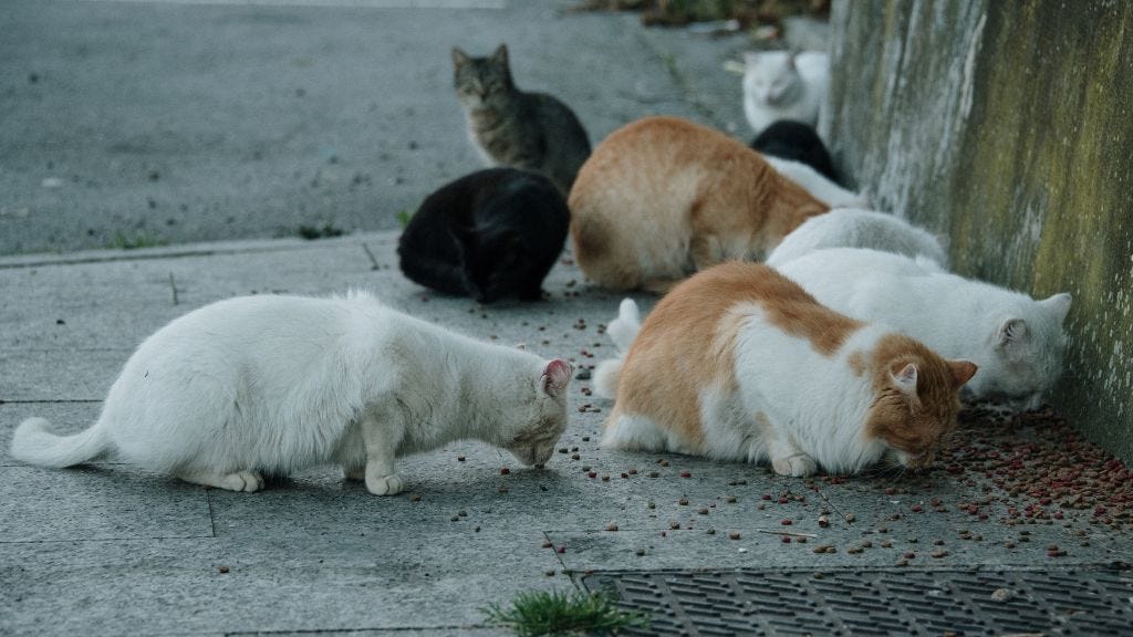 Cats in Spain A Cultural Tour of Spain Through the Eyes of Cats by