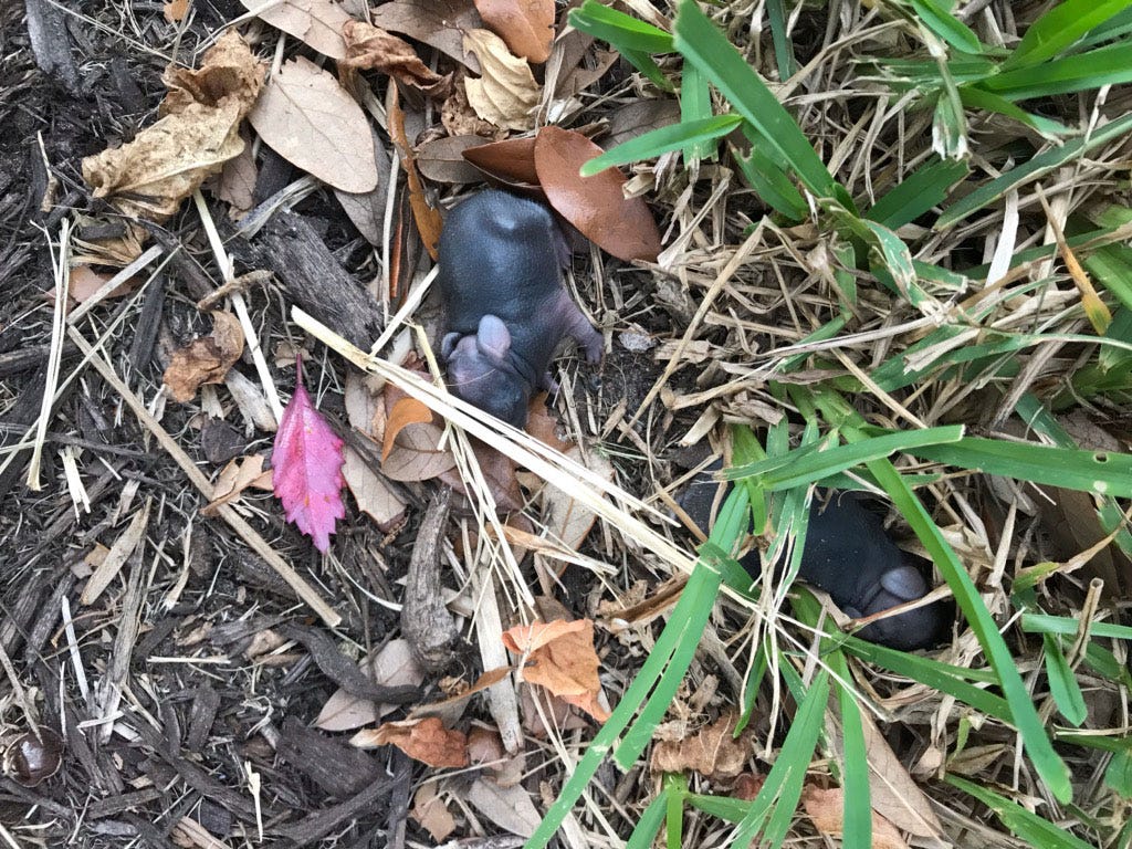 Pet dog attacks baby bunnies. By Joanna Fitzgerald Director of the… by Conservancy of SWFL